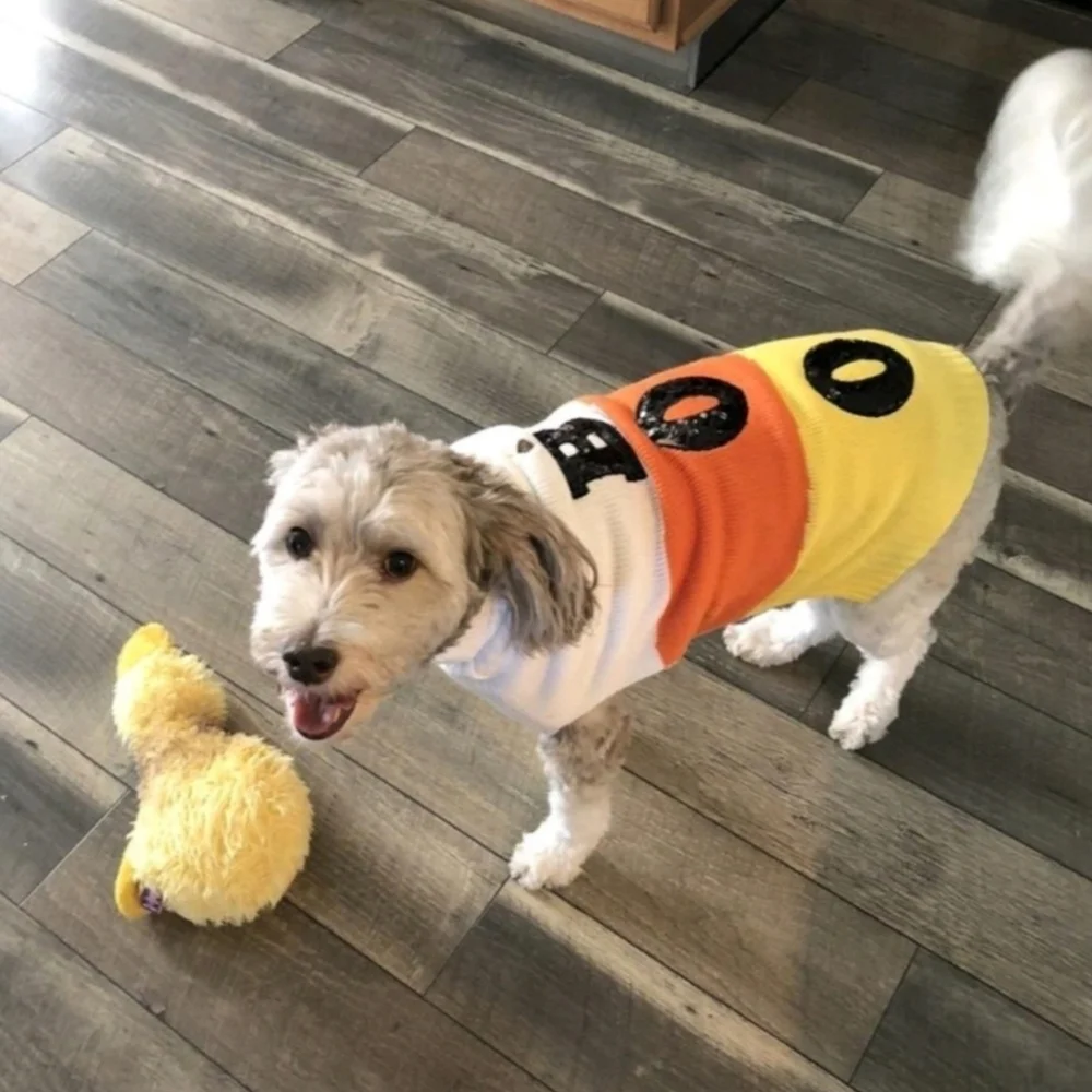 NWT Halloween Candy Corn Boo Festive Knit Dog Sweater - Hyde & EEK! Boutique New